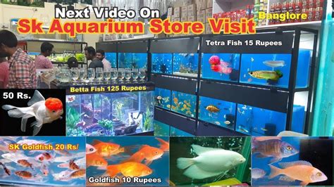aquarium online bangalore|Best Place for Buy Aquarium Fish Online in Bangalore.